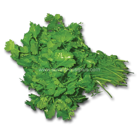cilantro.png